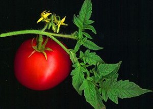 320px-Tomato_scanned
