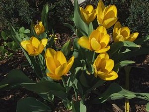 320px-Tulipa_fosteriana_a1