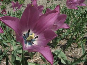 320px-Tulipa_platystigma2