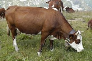 320px-Vache_d'Abondance