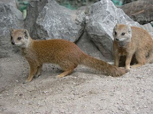 320px-Vosmangoesten_zoo_Lille