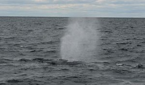 320px-Whale_off_the_shore_of_Cape_Cod,_Massachusetts