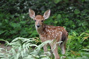 320px-White_Tailed_Deer