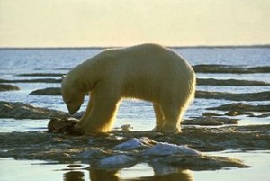 320px-White_polar_bear_on_snow_feeding_ursus_maritimus