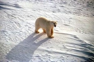 320px-White_polar_bear_on_snow_ursus_maritimus