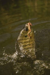 321px-Bluegill_fish_caught_on_a_hook_using_an_earthworm_lepomis_macrochirus