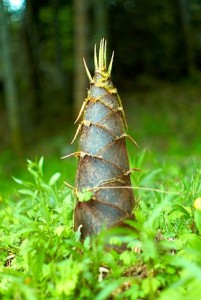 323px-Big_Bamboo_Shoot_(Joi_Ito)