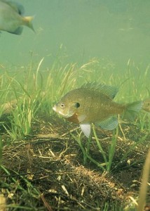 343px-Bluegill_fish_underwater