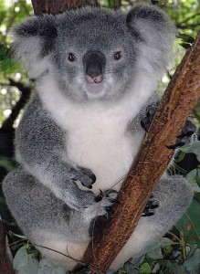 351px-Friendly_Female_Koala