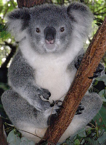 351px-Friendly_Female_Koala