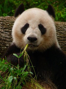 360px-Giant_Panda_eating_Bamboo