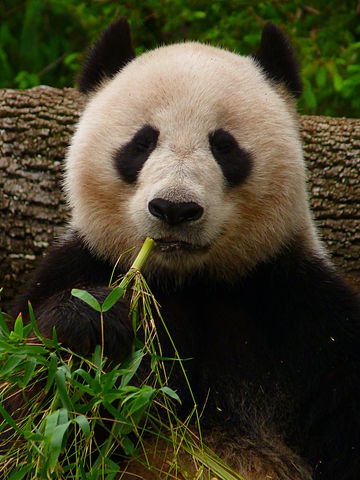 360px-Giant_Panda_eating_Bamboo