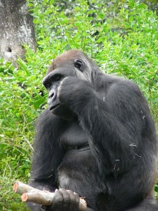 360px-Gorilla_gorilla_gorilla5