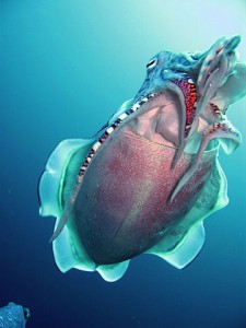 360px-Hooded_Cuttlefish