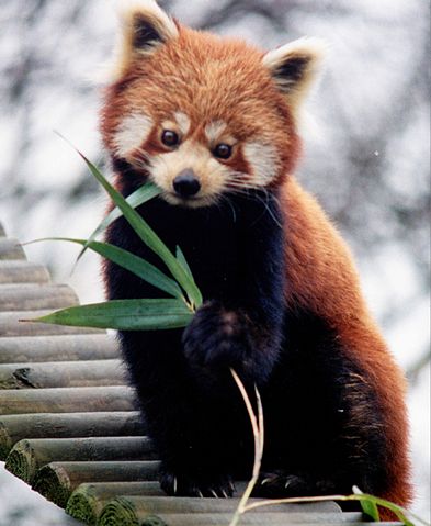 393px-Ailurus_fulgens_RoterPanda_LesserPanda