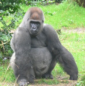 473px-Male_silverback_Gorilla