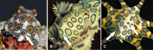 640px-Variable_ring_patterns_on_mantles_of_the_blue-ringed_octopus_Hapalochlaena_lunulata