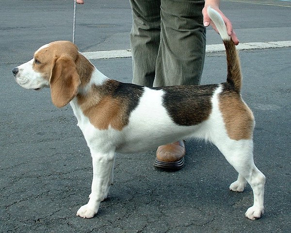 Beagle_600