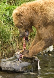 Brown_bear_feeding_on_salmon