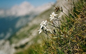 Edelweiss_schief