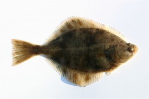 Flounder_