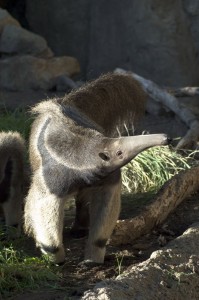 Giant_Anteater_Santa_Barbara_Zoo_2