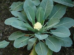 Growing_Cauliflower