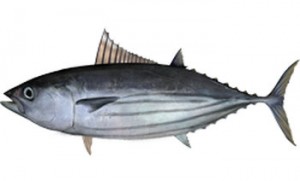 Katsuwonus_pelamis