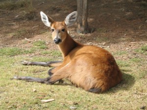 Marsh_deer