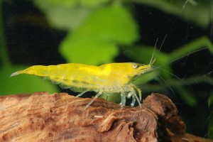 Neocaridina-heteropoda-var-yellow