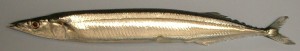 Sanma01