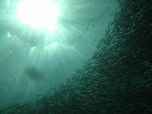 Sardines_2