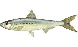 Sardinops_sagax_caerulea