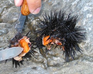 Sea_urchin_eggs