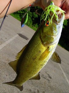 Smallmouth_bass@monongahela_riv